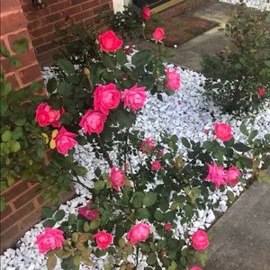 Meet your Posher, Alisa